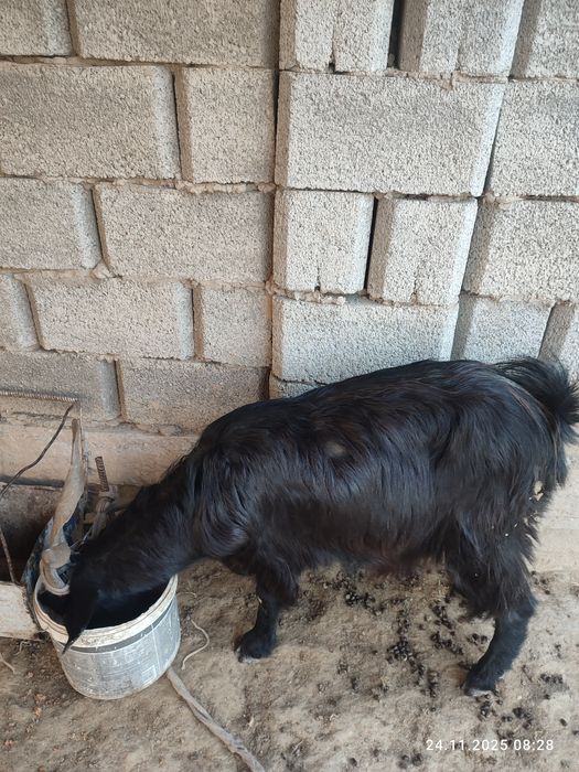 Ешкілер сатылады