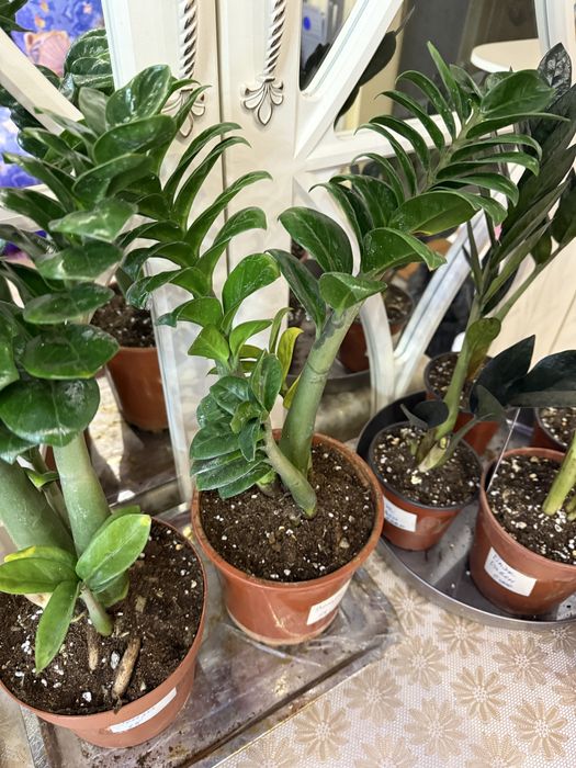 Замиокулькас ( Долларовое дерево)