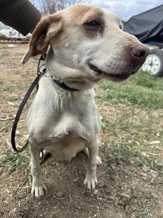 Продавам Истърско гонче