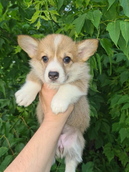 Продам щенков вельш корги пемброк.