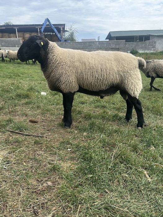 Berbec suffolk de 2 ani