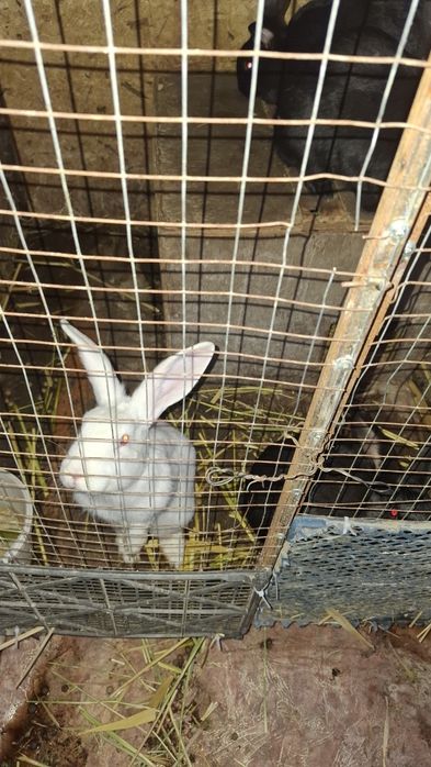 Кролики  молодые только самки