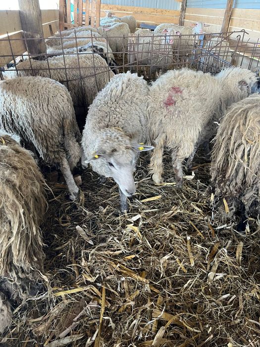 Vând oi sau schimb cu vitei