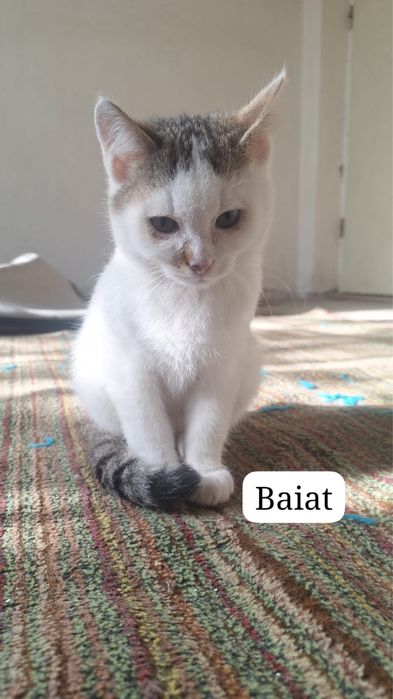 Caut adoptii pentru pisicute