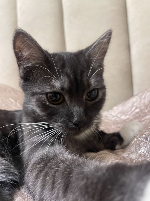 Отдам в добрые руки