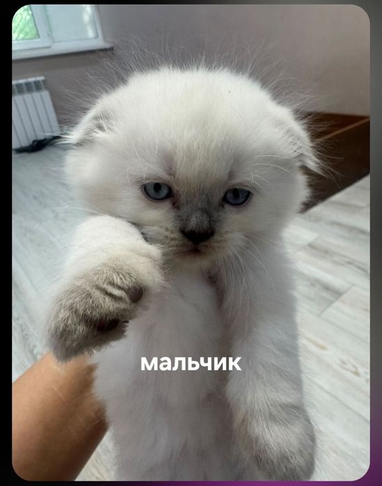 Продаются котята породы скоттиш фолд,  скоттиш страйт