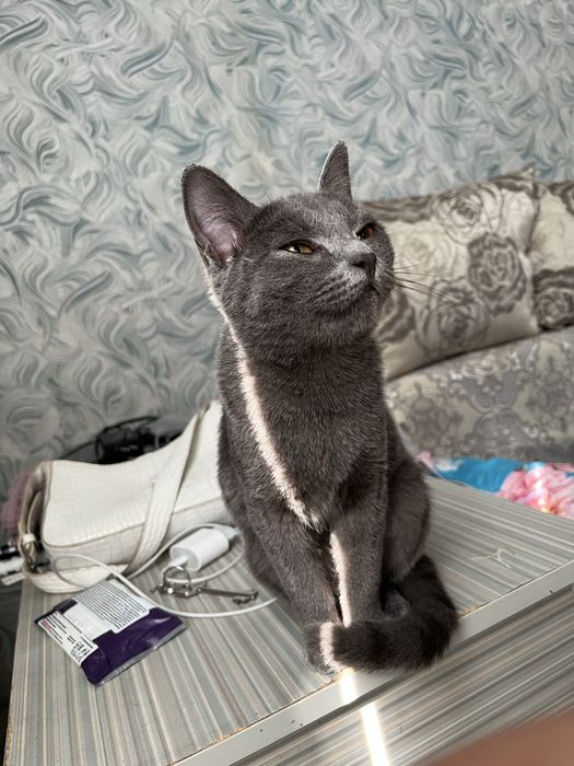 Шотландская кошка