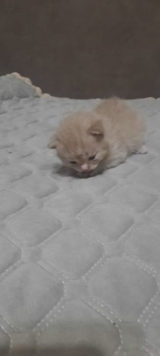 Вязка кот британец