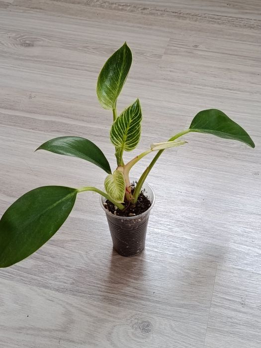 Комнатные цветы в продаже