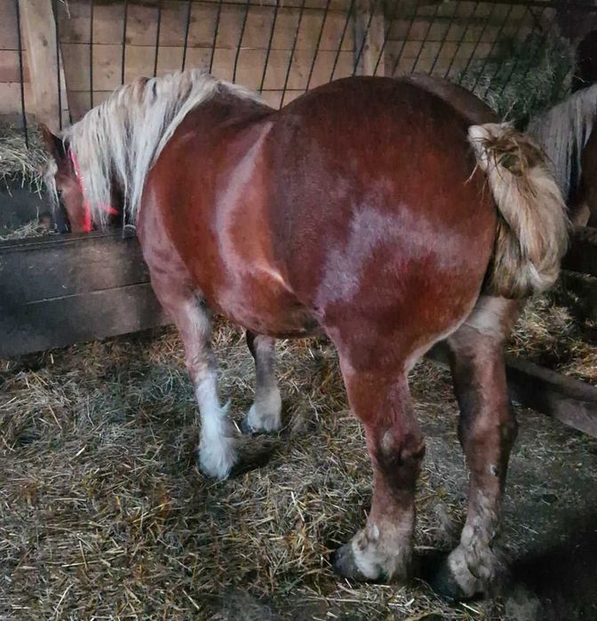 De vanzare iepe de 4 si 5 ani si manz de 7 luni