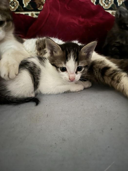 Отдам котят в долрые ручки