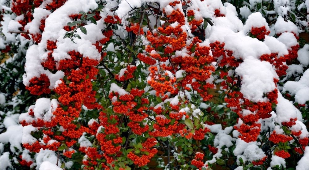 Пироканта кўчатлари.