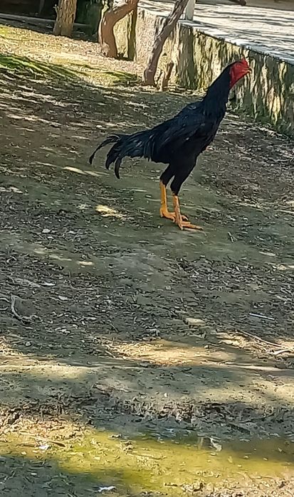 Dakan jòja sotiladi
