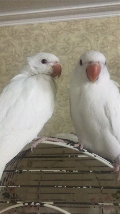 Белый одереловый птенец