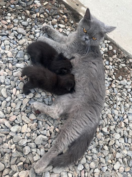 Britanskiy parodyali aqiliy mushuk