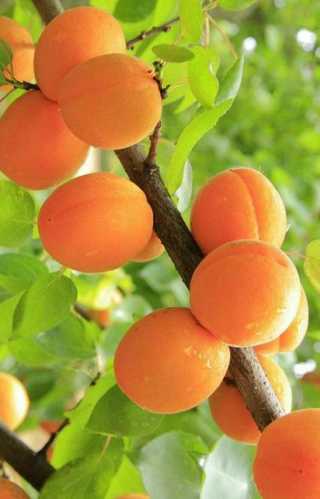 Pomi Fructiferi Columnari (Soiuri De Cais )