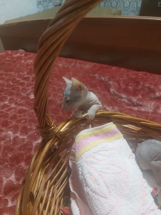 Бронь котят Донского сфинкса.