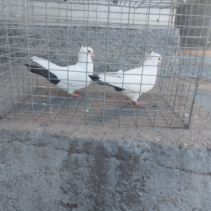 Чернахвость чубати бровястые