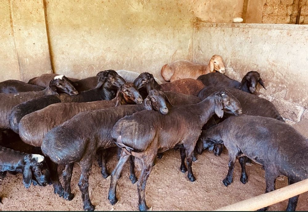 Qassob xizmati qo'chqorlar bor,Kafolat b.n,dastafka so'yib berilish