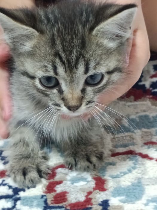 Отдам котят в добрые руки