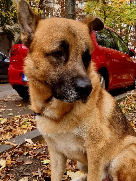 Spre adoptie un catelus Ciobanesc German