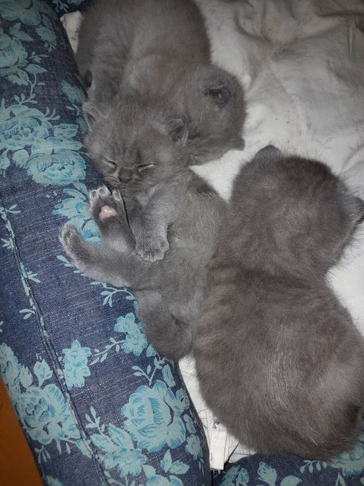 Пушистые комочки счастья скоттиш фолды