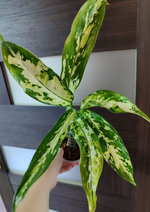 Аглаонема разных сортов