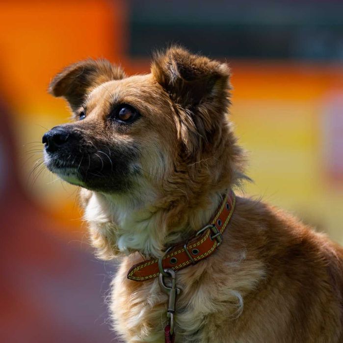 Собака (3 года) в добрые руки