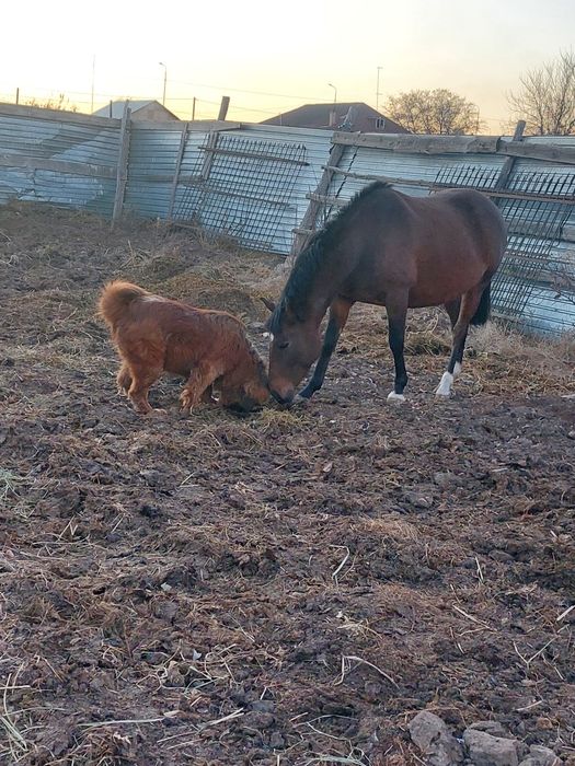 Продам кобылу англ