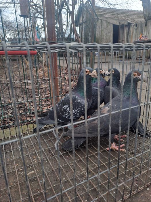 Porumbei Voiajor stil vechi