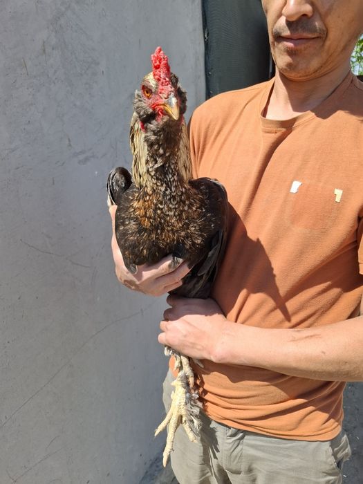 Хуроз сотилади. Домашний.