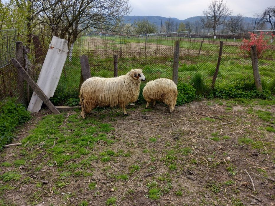 Vand doi berbecuti oachesi