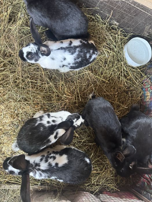 Кролики породистые