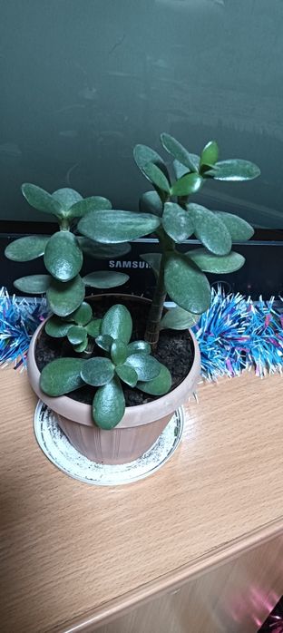 Продам цветок комнатный