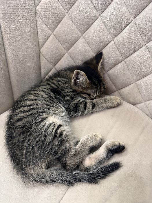 Отдам котенка бесплатно