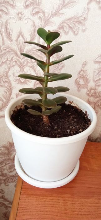 Продается цветок денежное дерево.