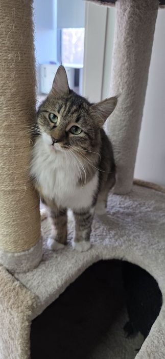 Котенок девочка стерилизованная