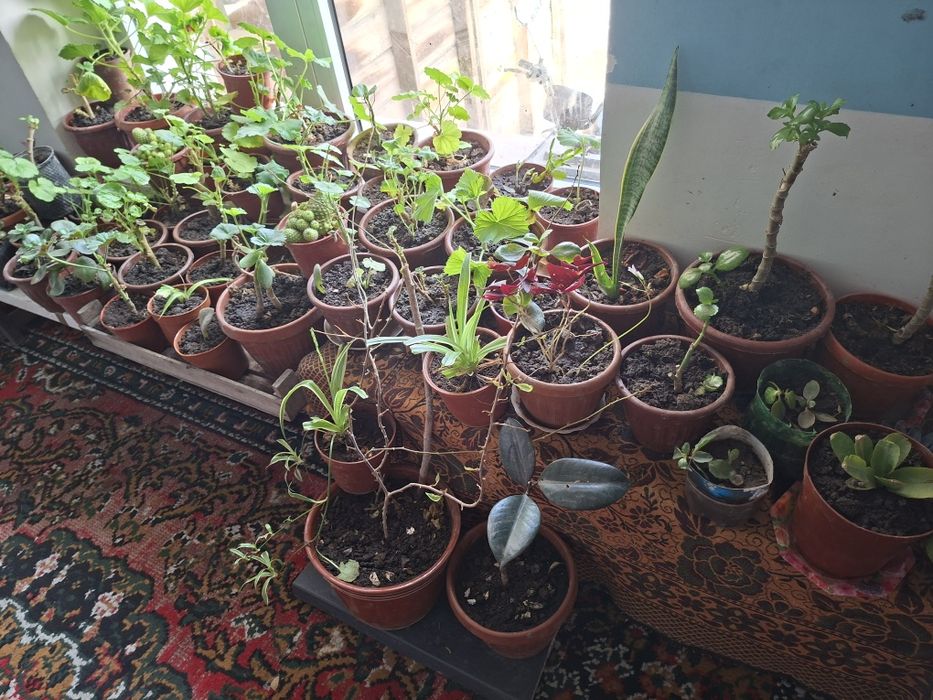 Гуллар сотилади оптомга