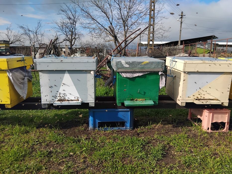 Ofer spre vânzare 3 familii  de albine