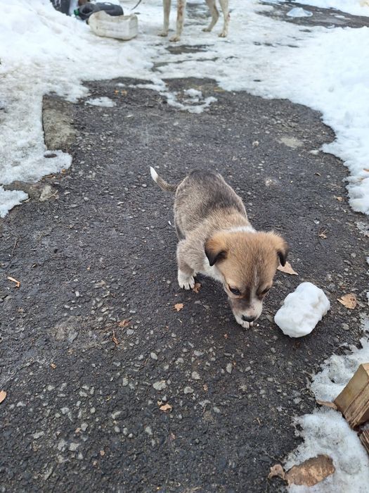 Отдам щенят средней породы