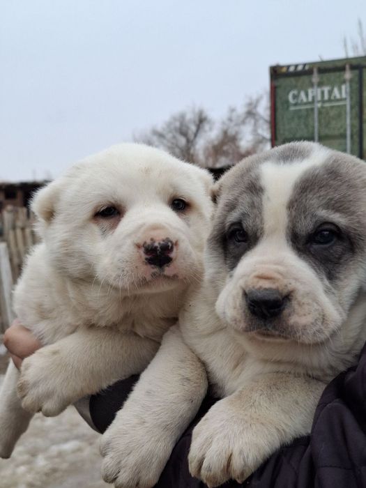 Тобет Күшік сатылады