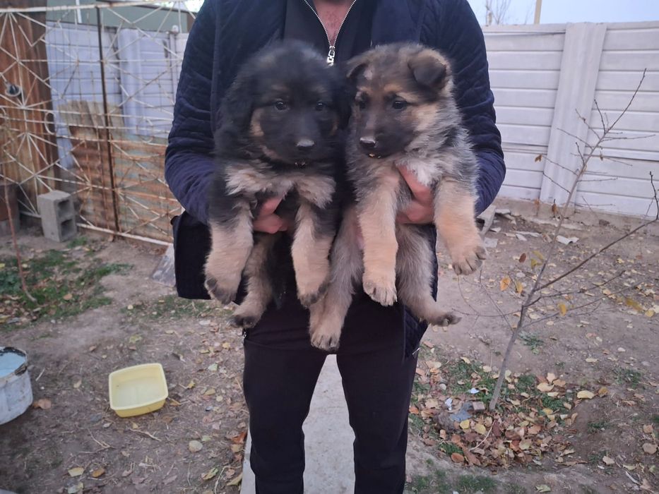 Щенки овчарок девочки