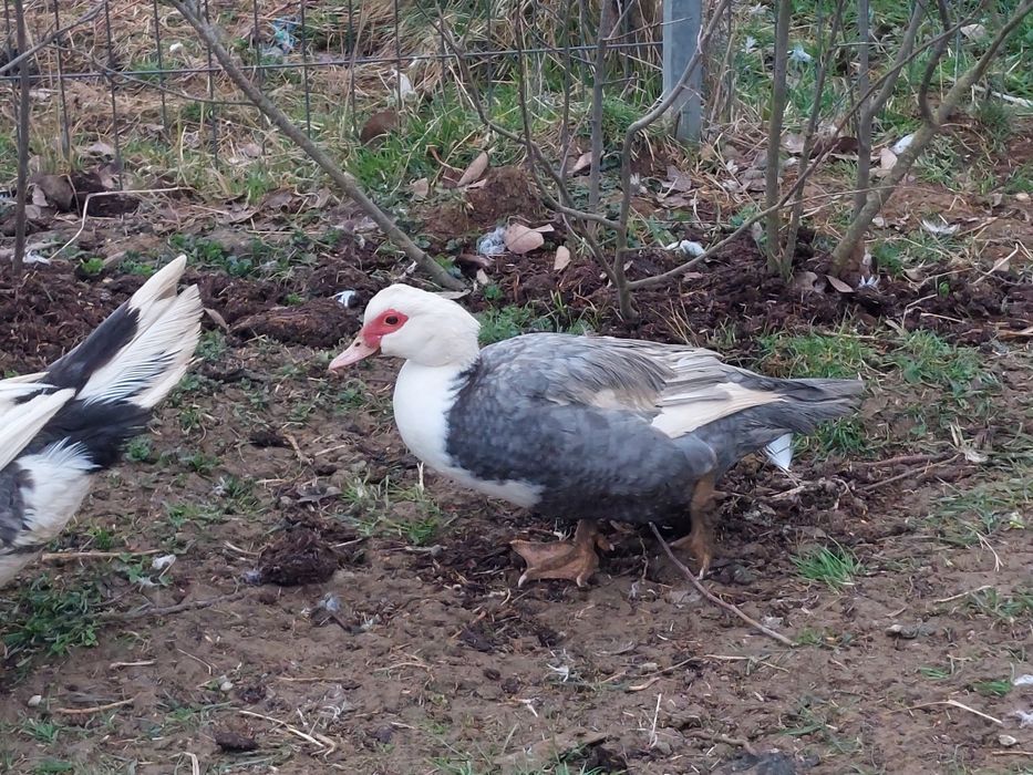 Vand 20 de rate mute tinere