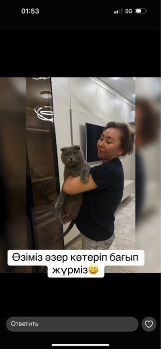Продам британского кота