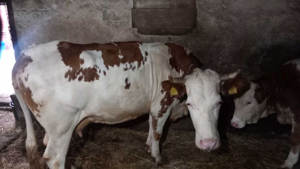 Vând  vaca de lapte  are 4 viței si este gestanta la jumătate