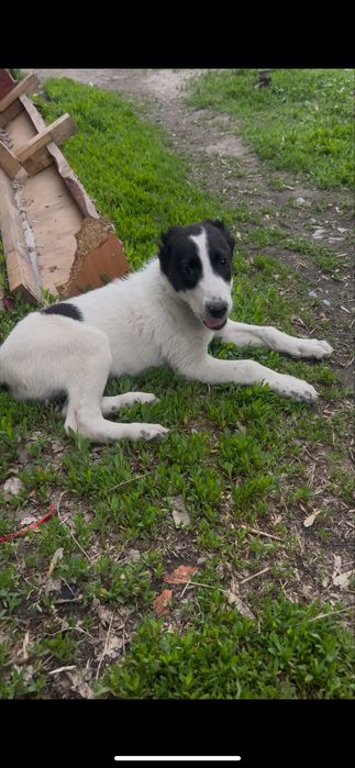 Продаи щенка алабая