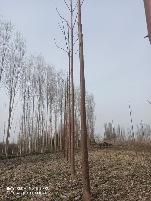 Павлония кучатлари