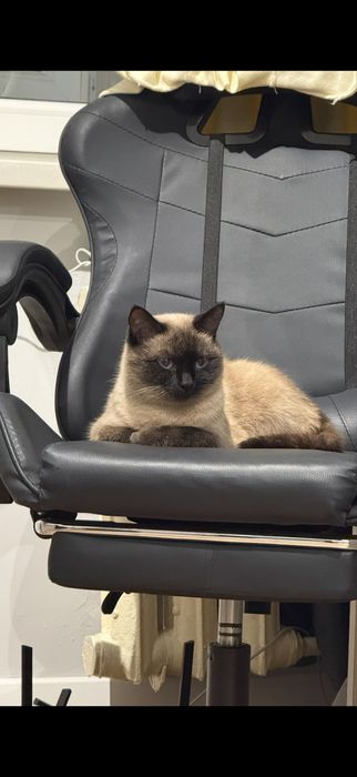 Отдаю кошку в добрые руки