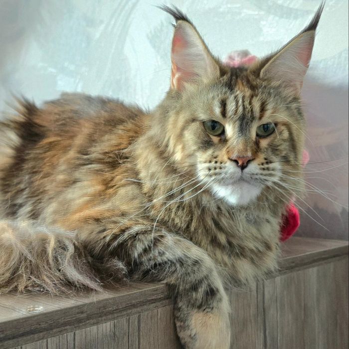 Мейн-кун кошечка