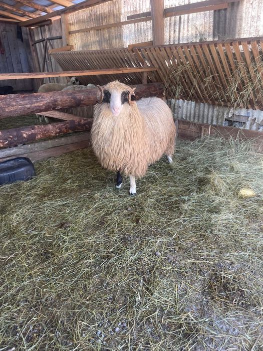 Vând noatin bun pentru ținut